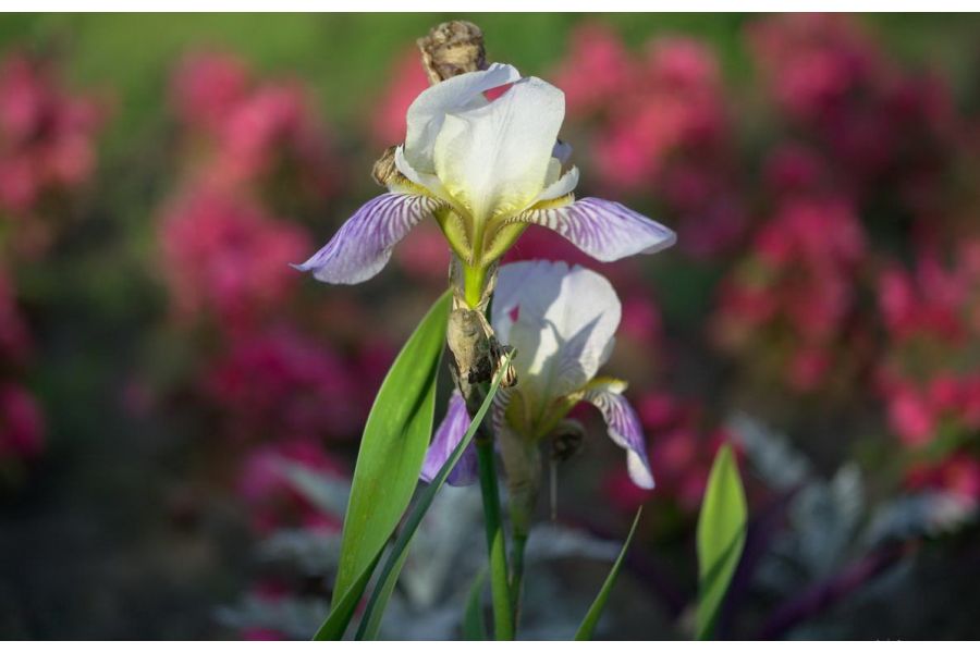 Редкий Индустар-10 3.5/50мм ФЭД Макро