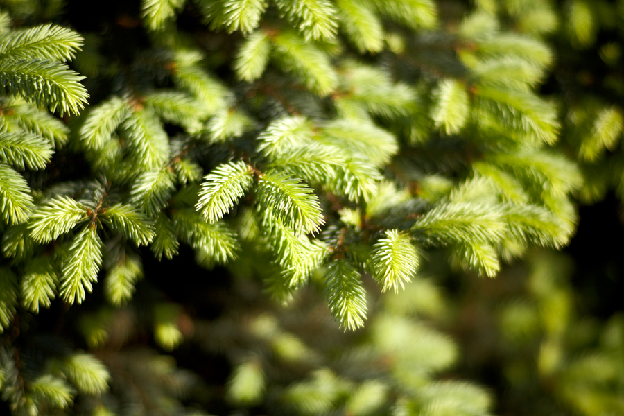 Planar 1,4/85 ZF.2 T* Carl Zeiss Nikon F идеал