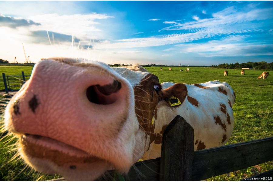 Sigma AF 10-20mm f/4-5.6 EX DC PENTAX