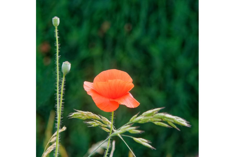 Pentacon 2.8/135 M42