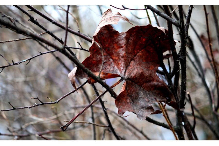 Nikon 40mm f/2.8G AF-S DX micro Nikkor в коробке