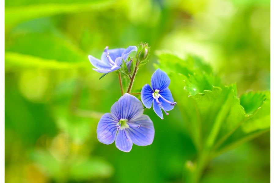 Nikon 40mm f/2.8G AF-S DX micro Nikkor в коробке