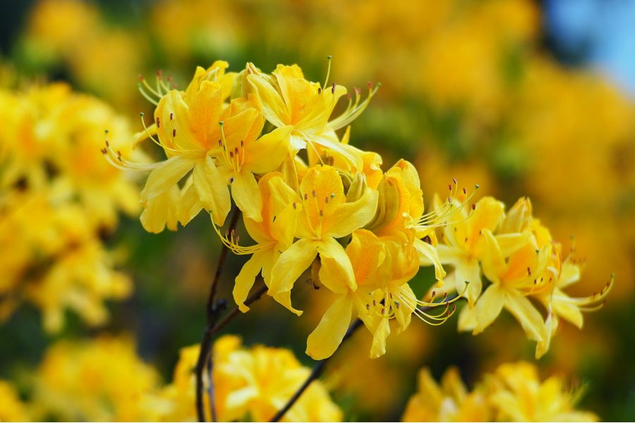 Meike 50mm f/2.0 MC Micro 4/3