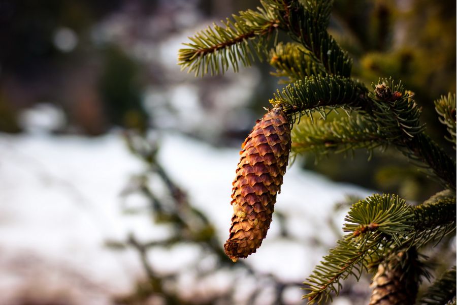 Meike 50mm f/2.0 MC Micro 4/3