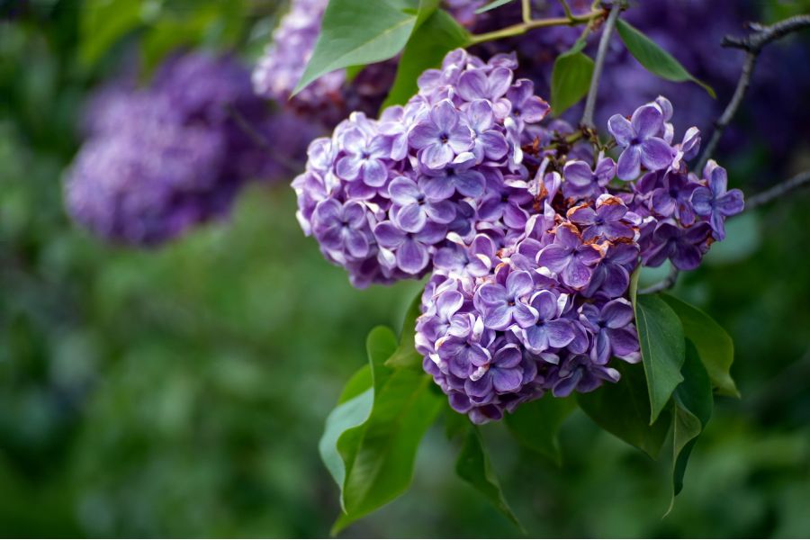 Meike 50mm f/2.0 MC Micro 4/3