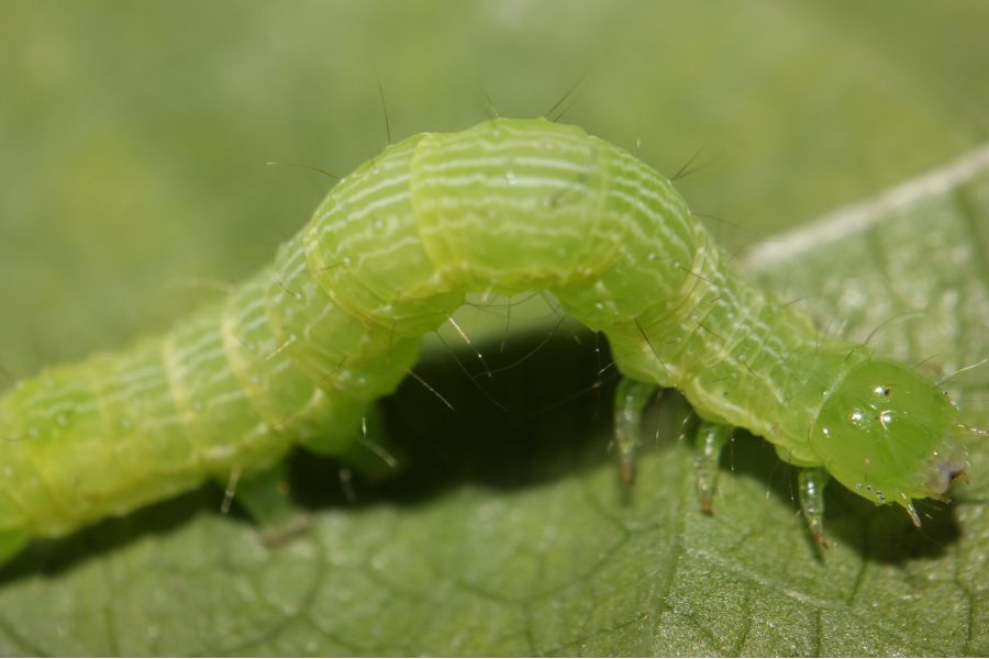 Объектив Exaktar auto 1.8/55mm (Japan, 1980) M42