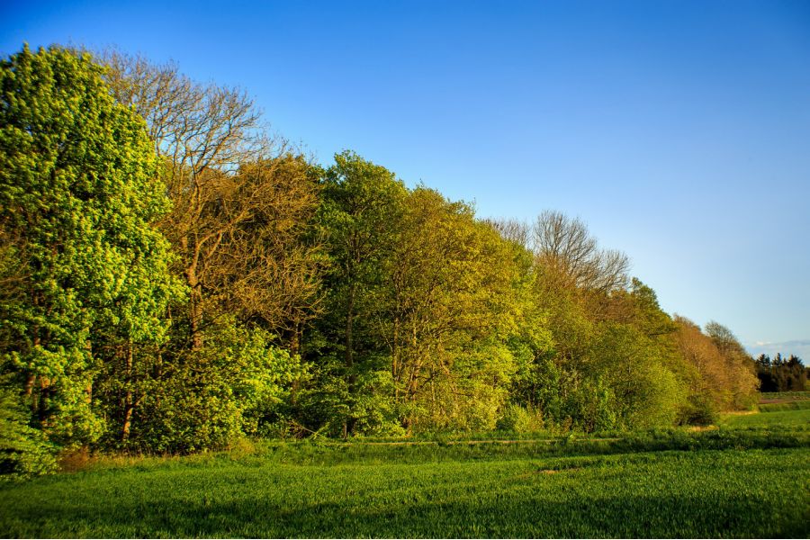 Объектив Exaktar auto 1.8/55mm (Japan, 1980) M42