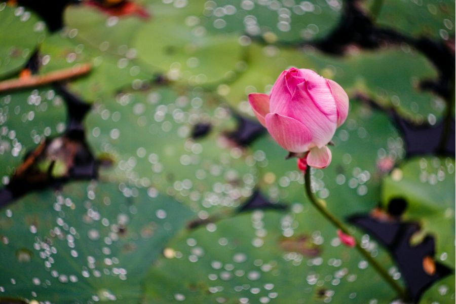 Редкость Гелиос 44-7 2/58 Зенит-7