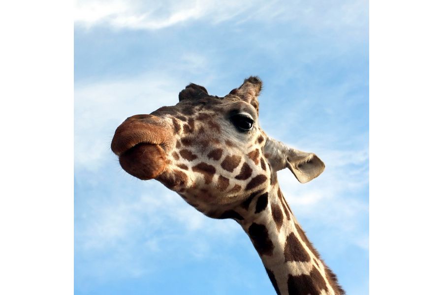 Мир-1 2,8/37 М39 (СССР, 1980) переделка