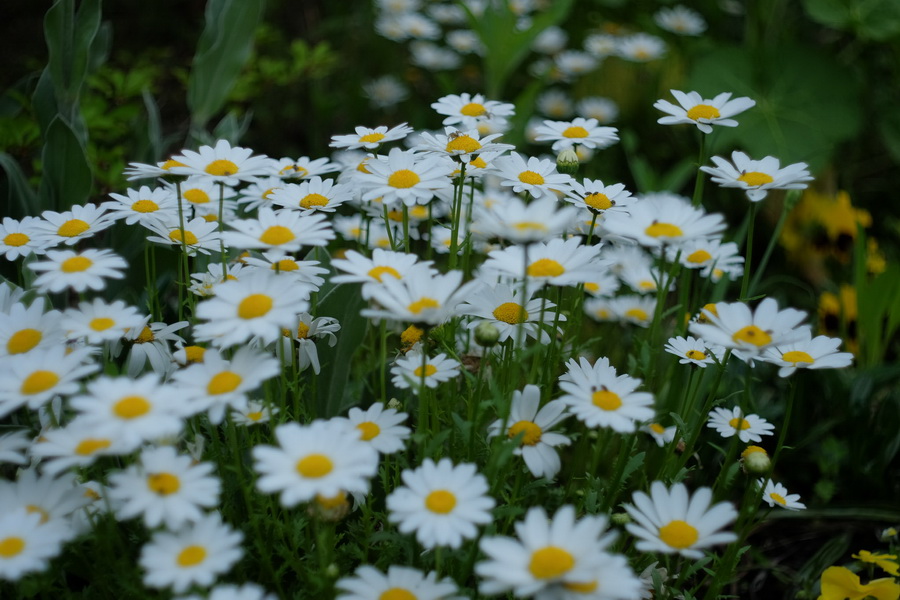 Мир-1 2,8/37 М39 (СССР, 1980) переделка