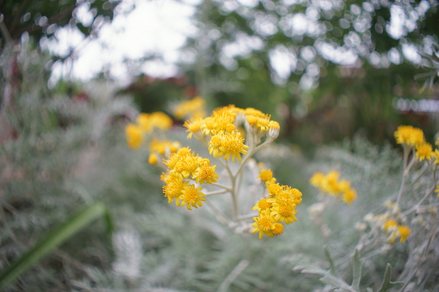 Мир-20 Автомат 3,5/20 (СССР, 1981)