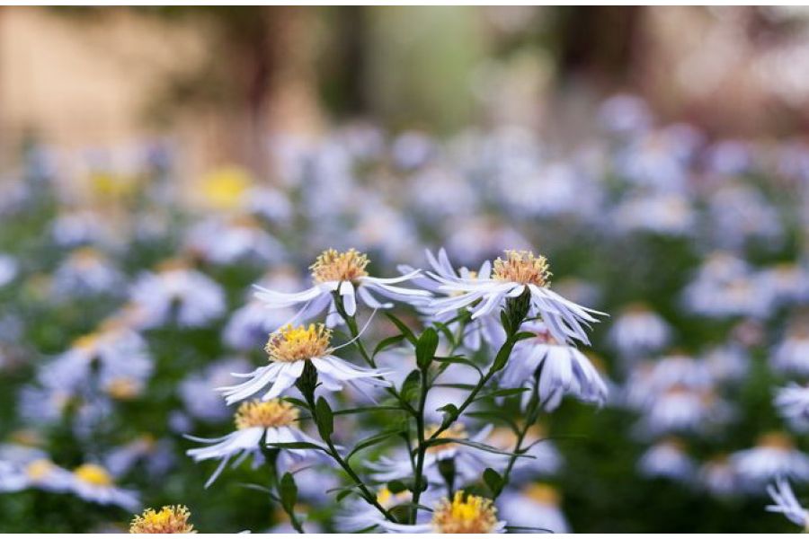 Nikon 35-70mm f/3.5-4.8 Zoom-Nikkor