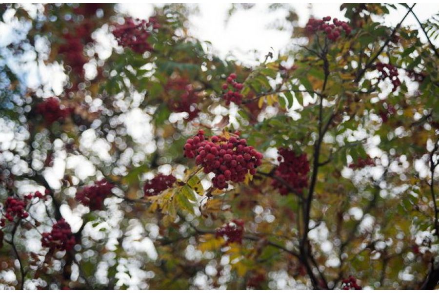 Nikon 35-70mm f/3.5-4.8 Zoom-Nikkor