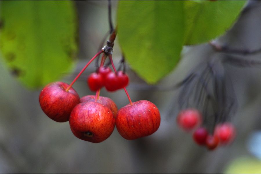 Canon EF 20mm f/2.8 USM в упаковке