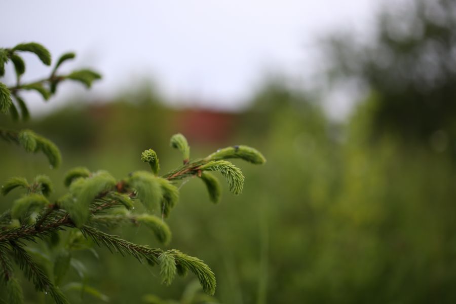 Tamron SP AF 45mm f1.8 Di VC USD (F013) Canon EF