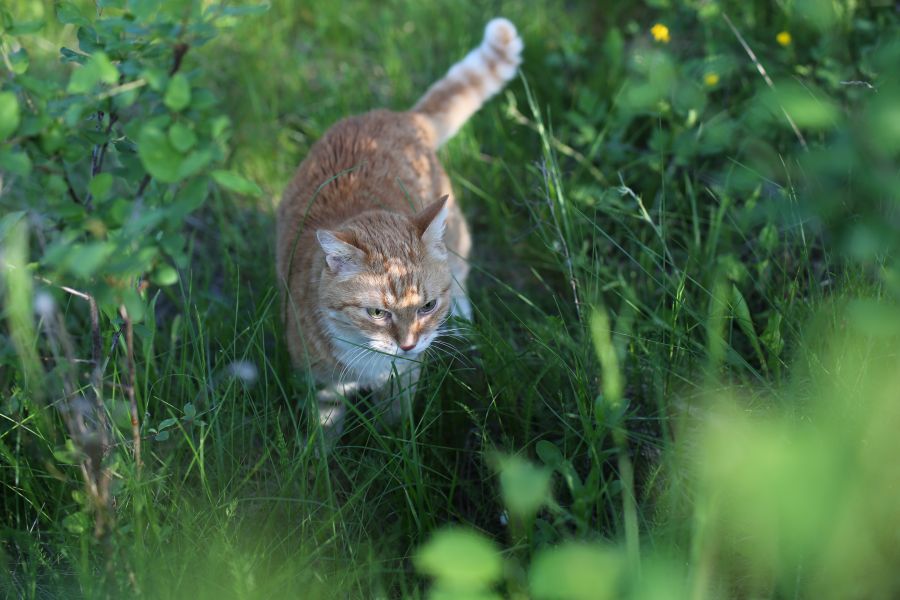 Tamron SP AF 45mm f1.8 Di VC USD (F013) Canon EF