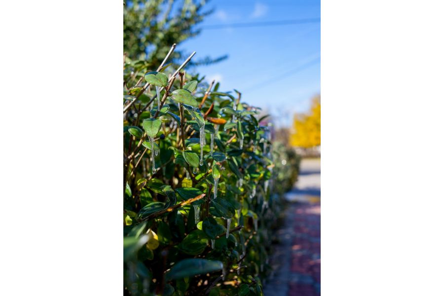 Distagon HFT 35mm f/2.8 Rollei 