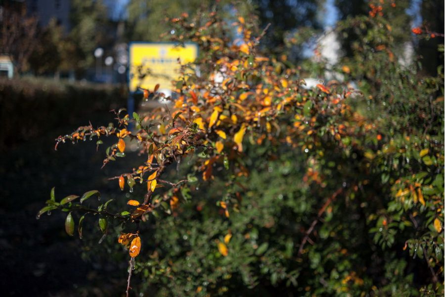 Distagon HFT 35mm f/2.8 Rollei 