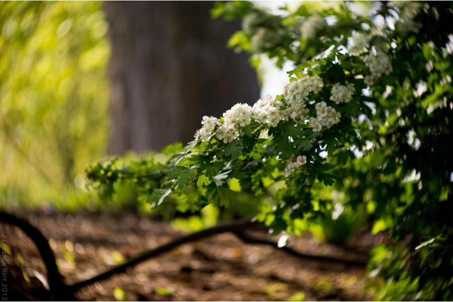 Cosmicar Television lens 1.5/8.5 mm