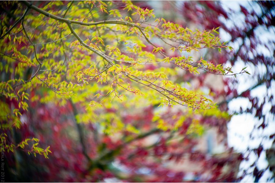 Cosmicar Television lens 1.5/8.5 mm