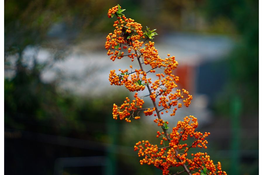 Telor 2/85mm O (Germany, 1965)