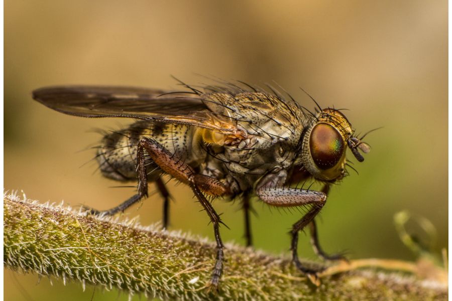 Vitacon 28-70mm f/3.5-4.8 MC Macro