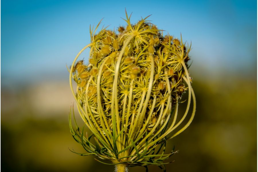 Vitacon 28-70mm f/3.5-4.8 MC Macro