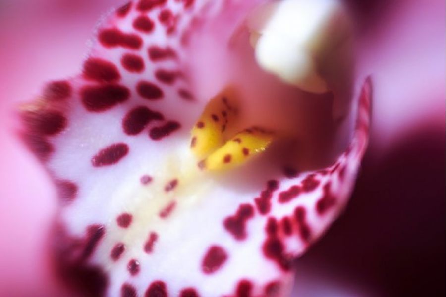 Meopta Stigmar X 1,1/75