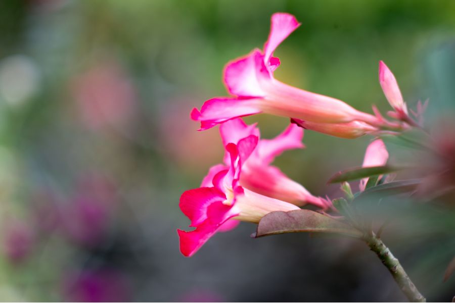 Biotar 1,6/70 Carl Zeiss Jena