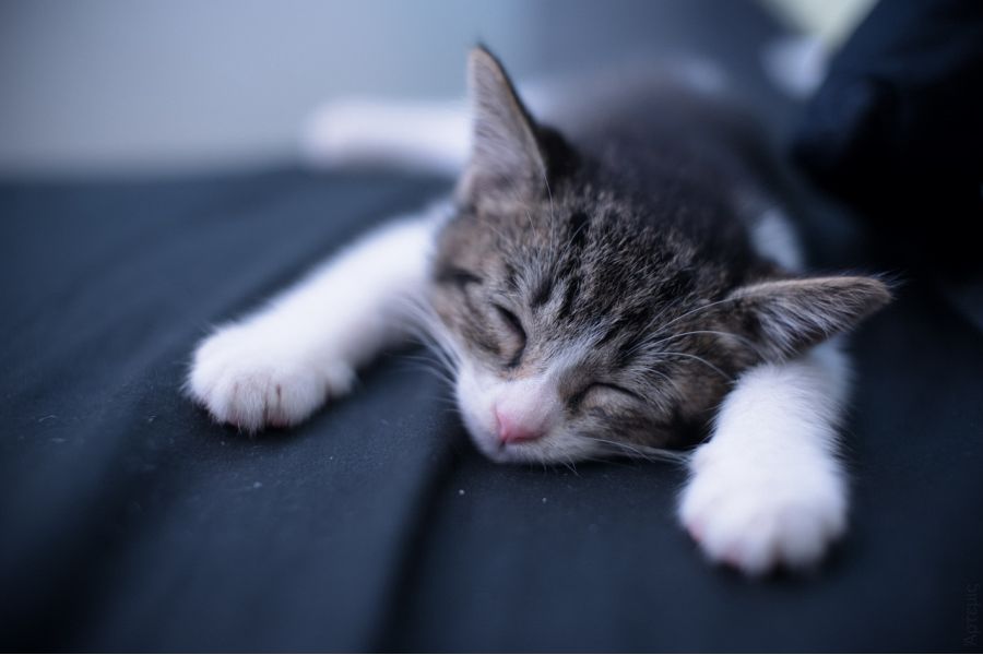 Мир-24М МС 2/35 новый