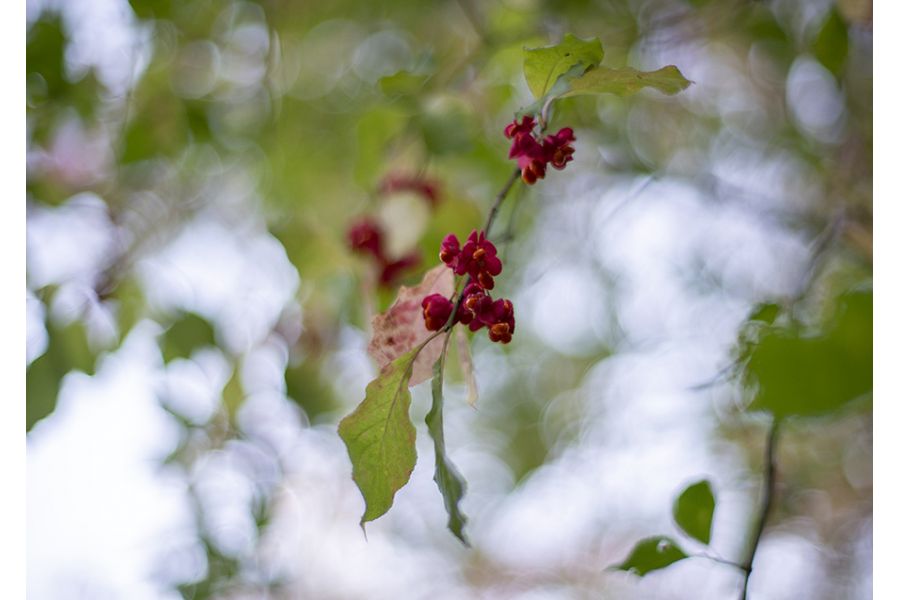 Planar 1,4/50 ZF.2 T* Carl Zeiss for Nikon