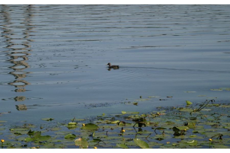 Canon EF 28-90mm 4-5,6 III