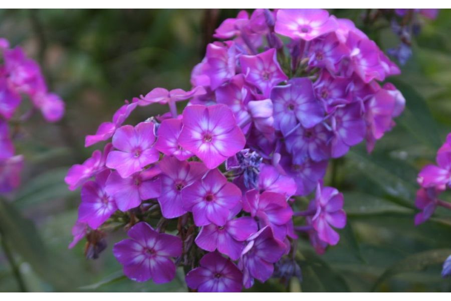 Canon EF 28-90mm 4-5,6 III