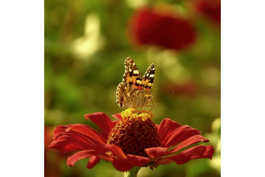 Soligor C/D 28-200mm f/3.5-5.3 MC Zoom+Macro