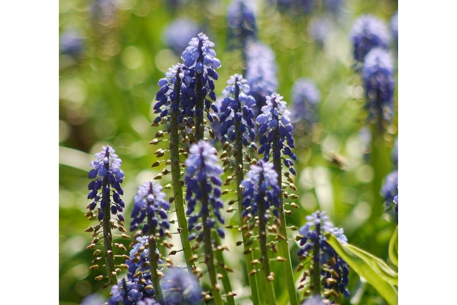 Soligor C/D 28-200mm f/3.5-5.3 MC Zoom+Macro